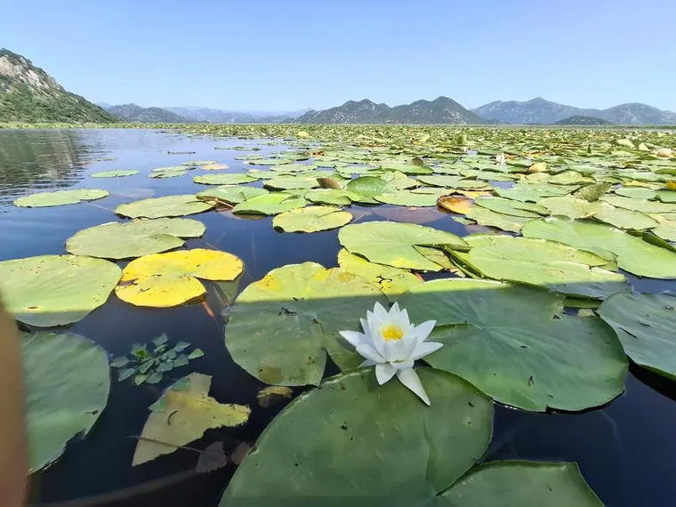 A white water lily in bloom