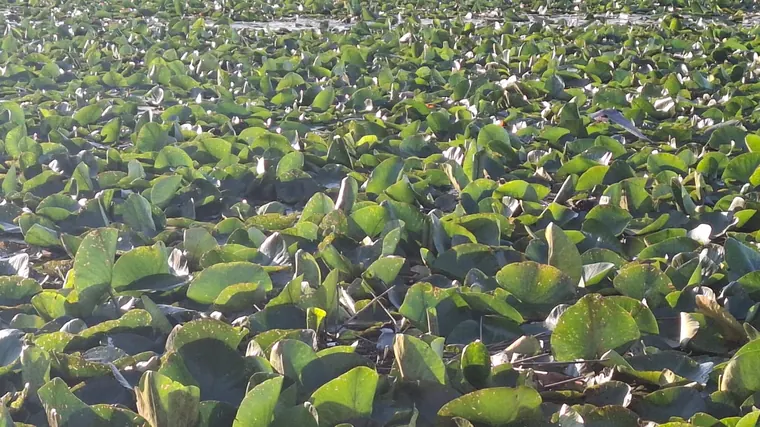 Birds resting among the water lilies