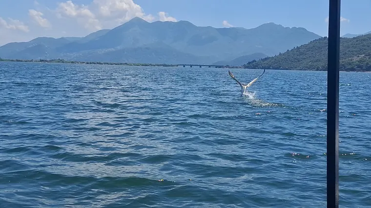 A bird gliding over the lake