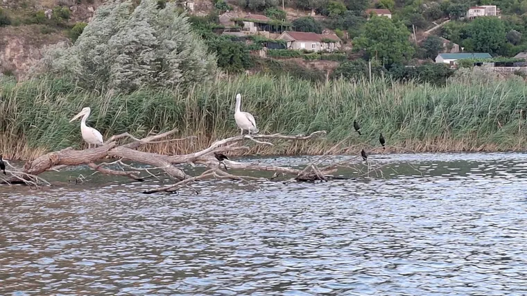 Pelicans on the open water