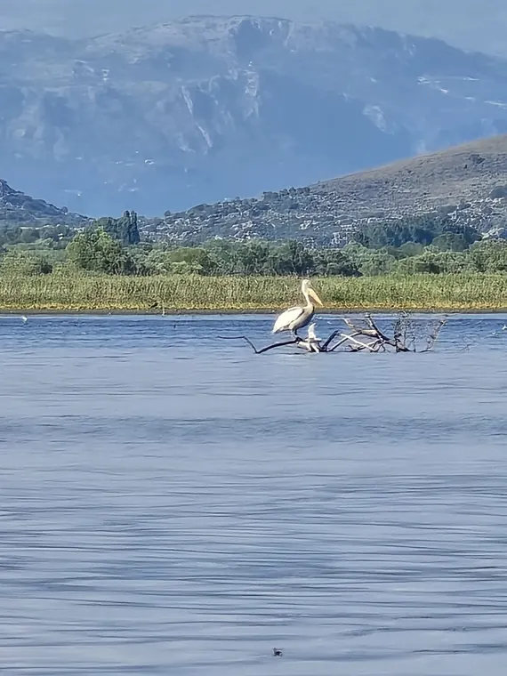 A bird gliding over the lake