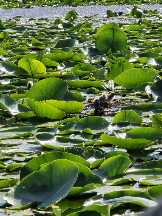 Herons in the shallows
