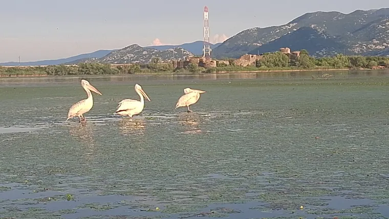 Pelicans gathered on the calm water