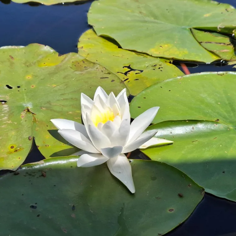 A white water lily in bloom among the pads