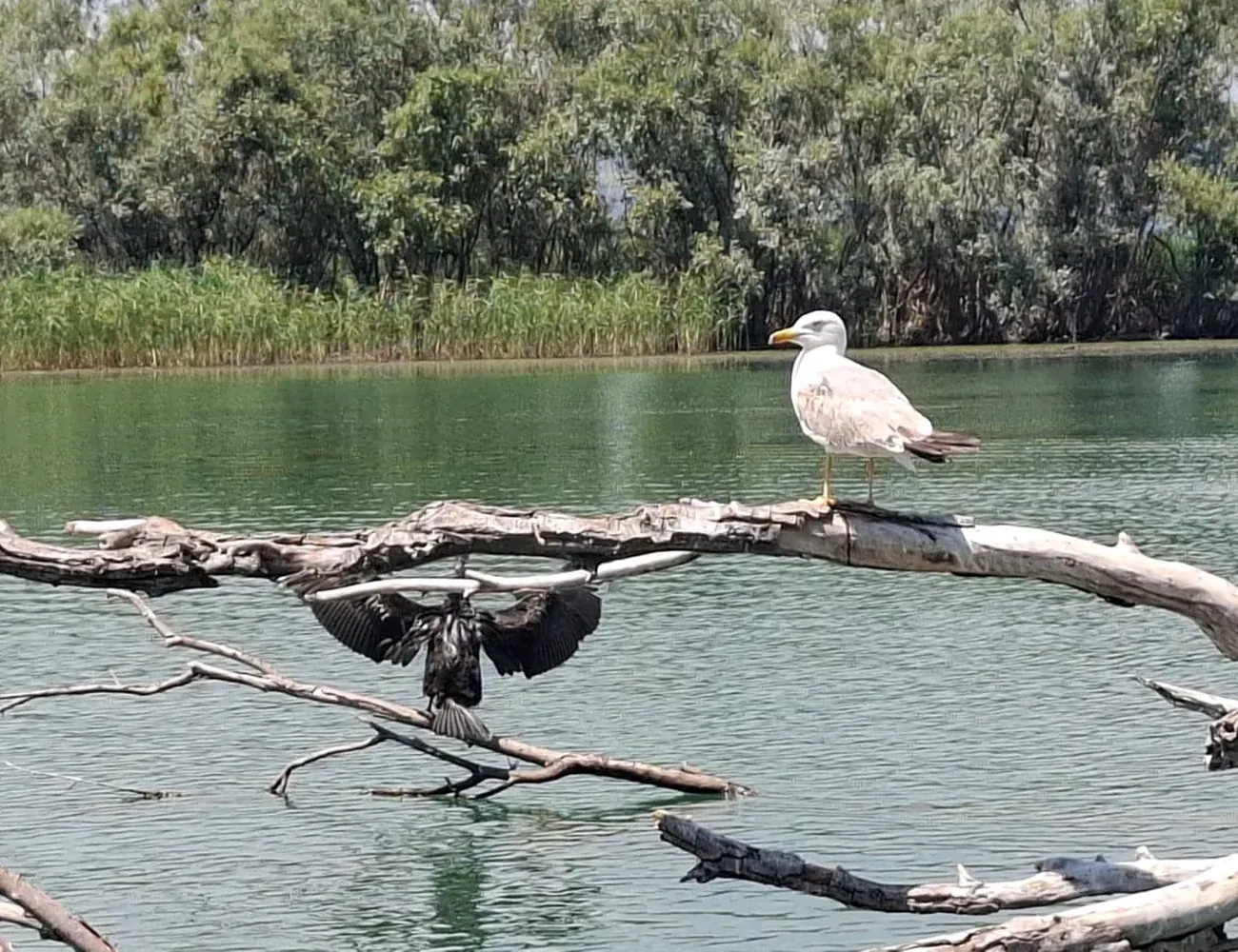 A gull and a cormorant resting on driftwood over the still water of Skadar Lake